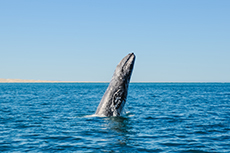Puerto Vallarta Whale Watching